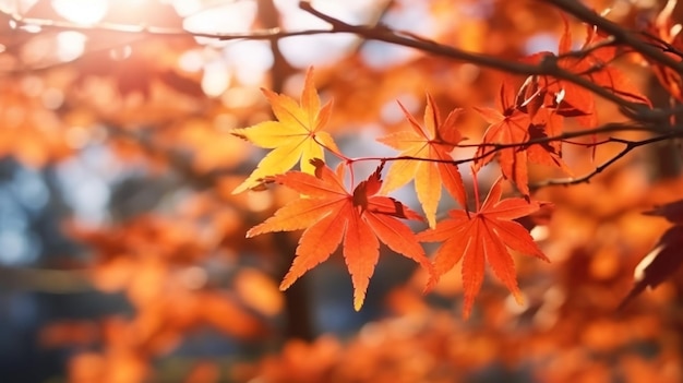 wunderschöne Ahornblätter am sonnigen Herbsttag