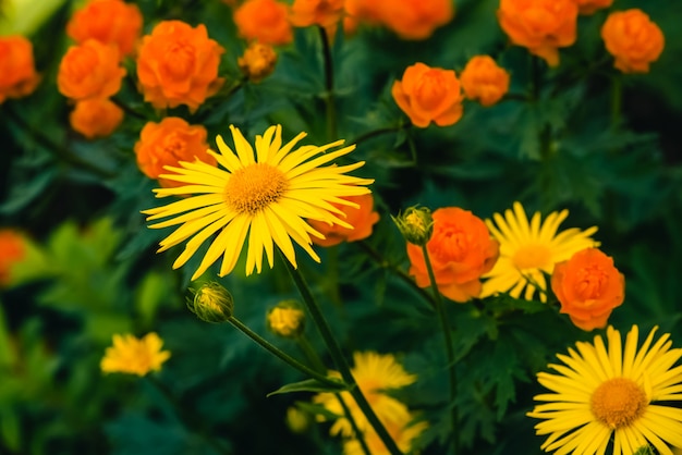 Wunderschöne Arnika wächst aus warmen Globeflowers