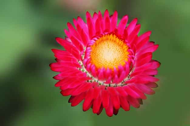 Wunderschöne Aster zarte rosa Farbe auf einem grün isolierten Hintergrund