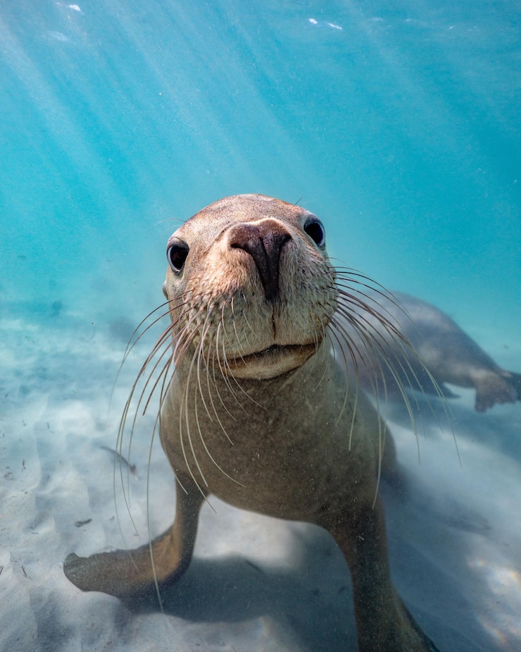Foto wunderschöne aufnahme eines seelöwen unter wasser