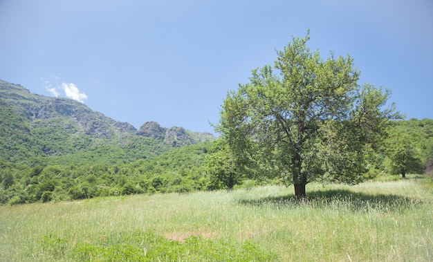 Wunderschöne Aussicht. Einsamer Baum auf dem Feld