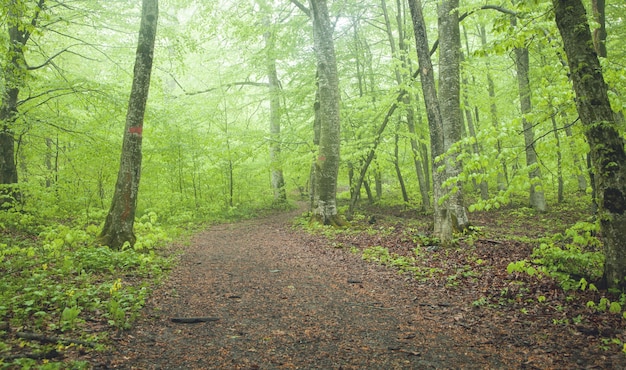 Wunderschöne Aussicht. Wald im Frühjahr