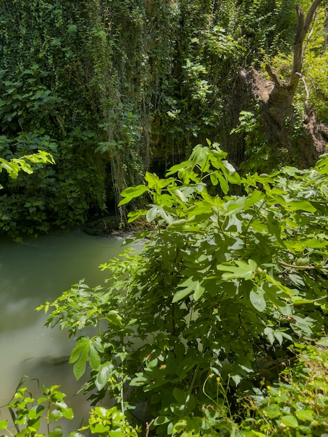 Wunderschöne Bäume und Fluss