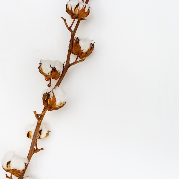 Wunderschöne Baumwollpflanze mit weißen, flauschigen Knospen