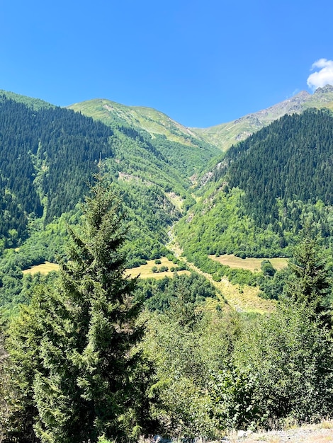 Wunderschöne Berglandschaft und grüner Wald bei sonnigem Wetter