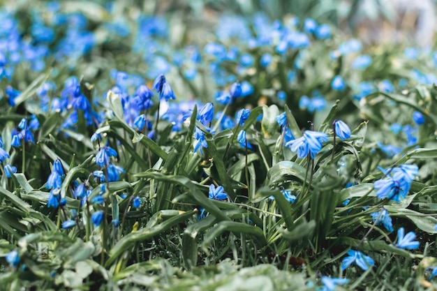 Wunderschöne blaue Blumen mit weißen Blütenblättern auf einem Hintergrund aus grünem Gras