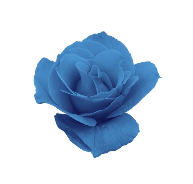 Wunderschöne blaue Rose isoliert auf weißem Hintergrund