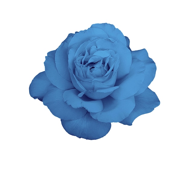 Wunderschöne blaue Rose isoliert auf weißem Hintergrund