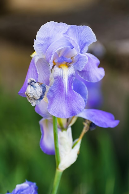 Wunderschöne blaue und violette Irisblume im Frühling und Sommer