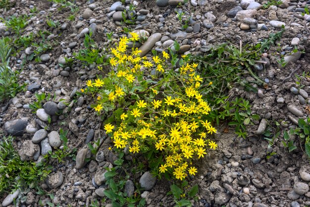 Wunderschöne blühende Wildblumen