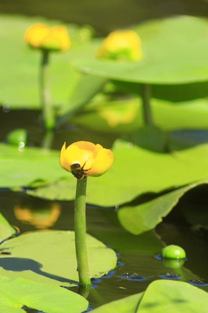 Wunderschöne Blüten der gelben Nuphar lutea auf dem Teich