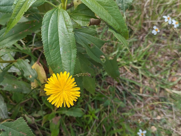 wunderschöne Blume in freier Wildbahn