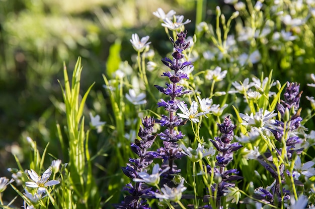 Wunderschöne Blumen auf einer Wiese an einem sonnigen Tag.