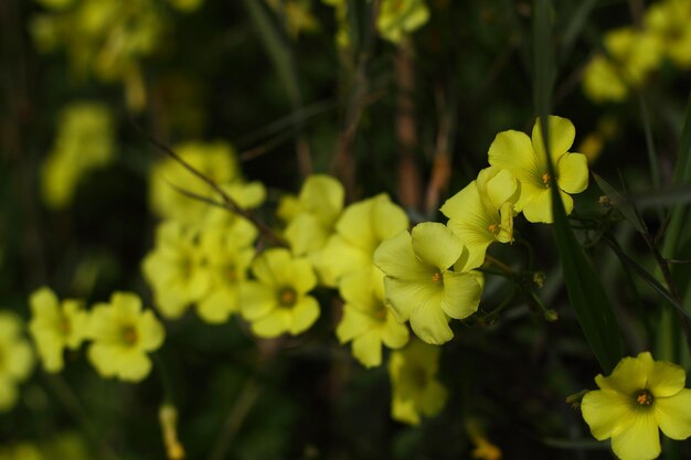 Wunderschöne Blumen blühen im Garten Bodrum, Türkei