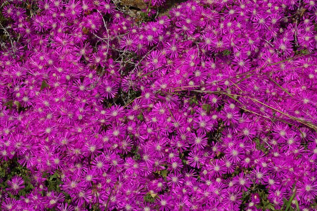 Wunderschöne Blumen blühen im Garten Bodrum, Türkei