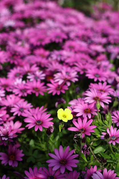 Foto wunderschöne blumen blühen im garten bodrum, türkei