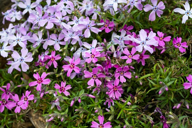 Wunderschöne Blumen Phlox subulata im Garten Emerald Cushion Blue Lavender Purple Color Farbteppich im Frühjahr Gartenarbeit Hintergrund Immergrünes Laub Auswahl an Blumensorten