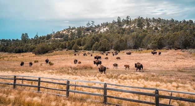 Wunderschöne Büffelfarm nahe Zion-Nationalpark, Utah. Vereinigte Staaten