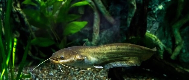 Wunderschöne bunte Unterwasserszene vom Schnorcheln mit Korallen exotischen tropischen Fischen Meeresleben Hochwertiges Foto