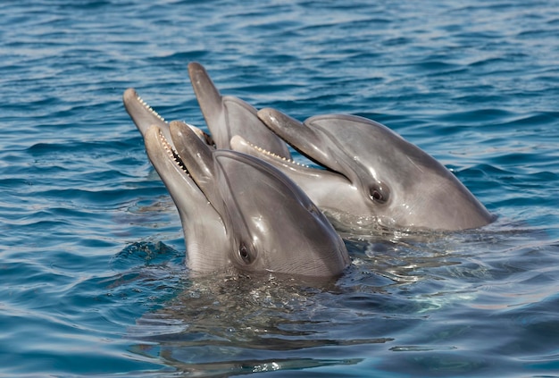 Wunderschöne Delfine im Golf von Eilat