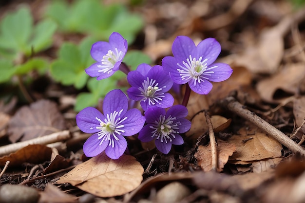 wunderschöne erste kleine Blüten im Wald blühen