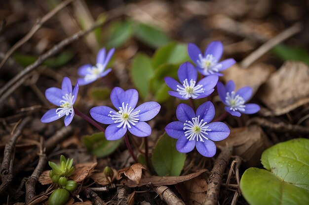 wunderschöne erste kleine Blüten im Wald blühen