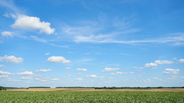 Foto wunderschöne farbenfrohe, schöne wolken über einem hügeligen ackerland wächst junger grüner weizen