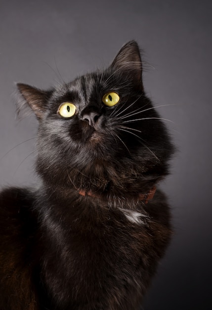 Wunderschöne flauschige schwarze Katze mit leuchtend gelben Augen