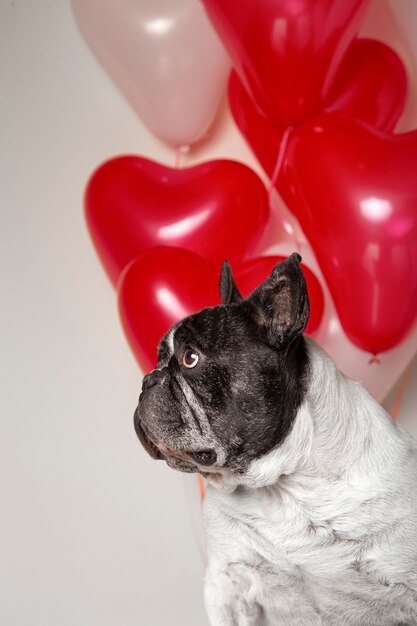 Wunderschöne französische Bulldogge, die zur Seite mit bunten herzförmigen Luftballons im Hintergrund schaut.