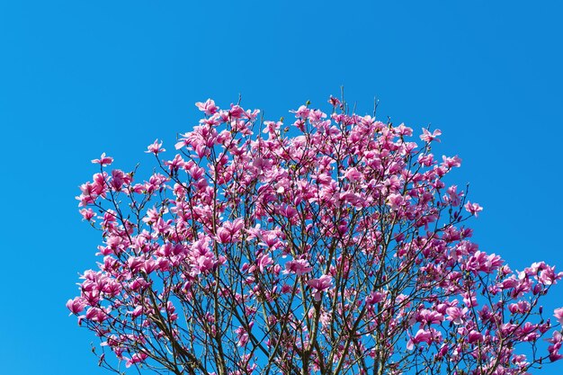 Wunderschöne Frühlingszeit Rosa Magnoliablüte gegen einen blauen Himmel Frühlingsnatur Magnoliabaum mit blühender Blüte Blühende Magnolia Magnolia blüht und blüht Blühende Gärten