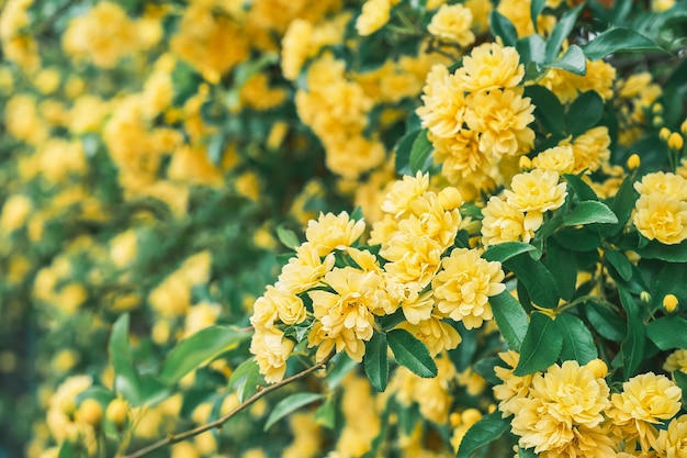 Wunderschöne gelbe Blüten eines blühenden Strauchs, japanisches Curry oder japanische Rose, Idee für einen Hintergrund oder einen sanften floralen Frühlingshintergrund auf einer Postkarte