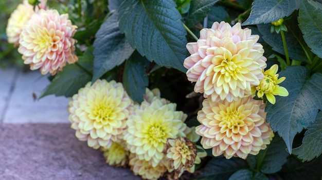 Wunderschöne gelbe Dahlien in einem Blumenbeet im Garten Mehrjährige Blumen Hobbygärtnerei