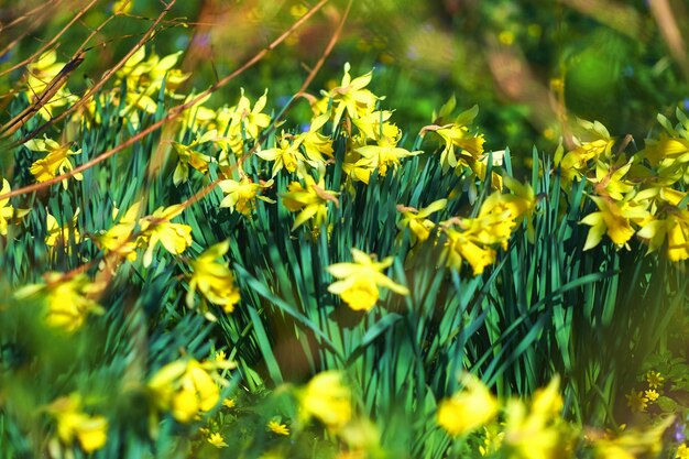 Wunderschöne gelbe und grüne Blumen im Garten, die im Sommer draußen in der Natur blühen. Narzissenblüte in natürlicher botanischer Umgebung