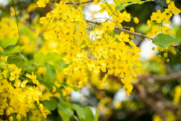 Wunderschöne goldene Duschblumen der Cassia-Fistel blühen auf dem Baum in Taiwan