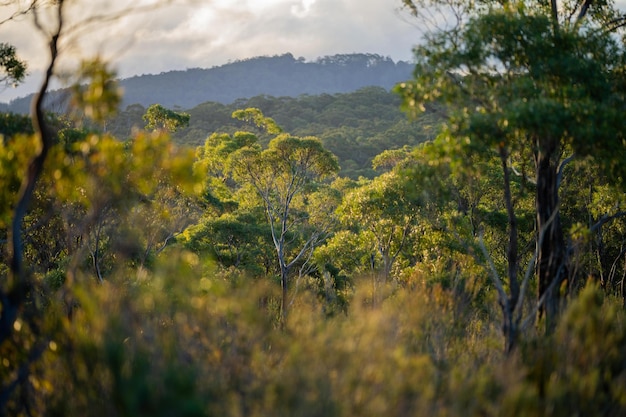 Wunderschöne Gummibäume und Sträucher im australischen Buschwald. Gummibäume und einheimische Pflanzen wachsen in Australien