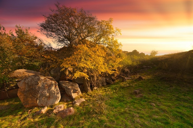 Wunderschöne Herbstlandschaft mit Silhouetten von Bäumen und gelbem Gras