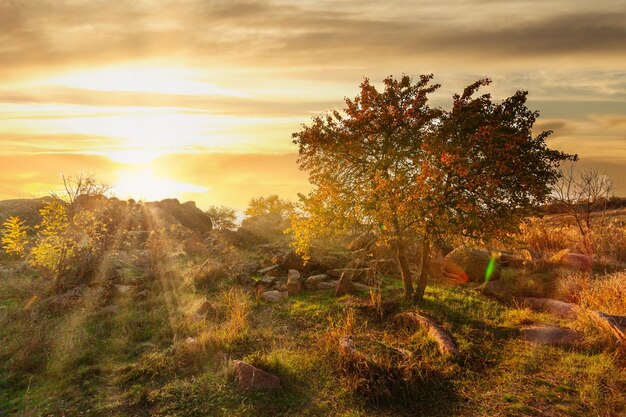 Wunderschöne Herbstlandschaft mit Silhouetten von Bäumen und gelbem Gras