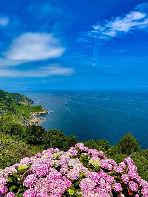 Wunderschöne Hortensie und Meer, fantastische Aussicht am sonnigen Tag?