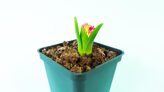 Wunderschöne Hyazinthenblumen auf hellem Hintergrund aus nächster Nähe