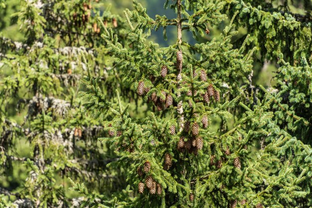 Wunderschöne immergrüne Kiefern