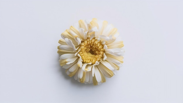 Wunderschöne Kamillen, die auf weißen Blüten isoliert sind