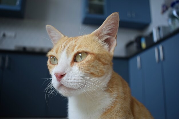 Wunderschöne Katze auf dem Hintergrund der modernen Küche