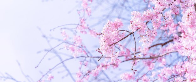 Foto wunderschöne kirschblüten, sakura-bäume blühen im frühling im schlosspark, kopierraum, nahaufnahme, makro