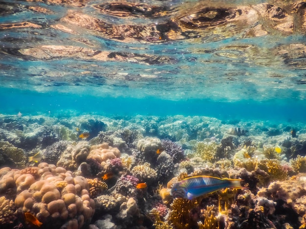 Wunderschöne Korallen schließen sich unter der Wasseroberfläche
