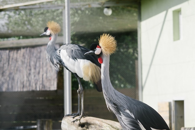 Wunderschöne Kronenkraniche im Zoo