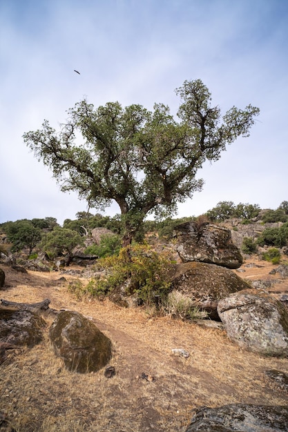 Wunderschöne Landschaft mit Bäumen, die zwischen den riesigen Granitfelsen wachsen