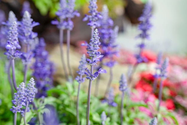 Wunderschöne lila blaue Salvia-Blumen blühen tagsüber vor einem Feldhintergrund