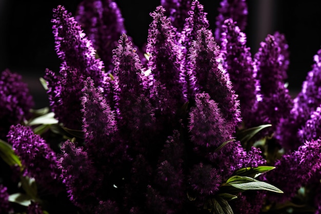 Wunderschöne lila Blüten auf dunklem Hintergrund. Selektiver Fokus