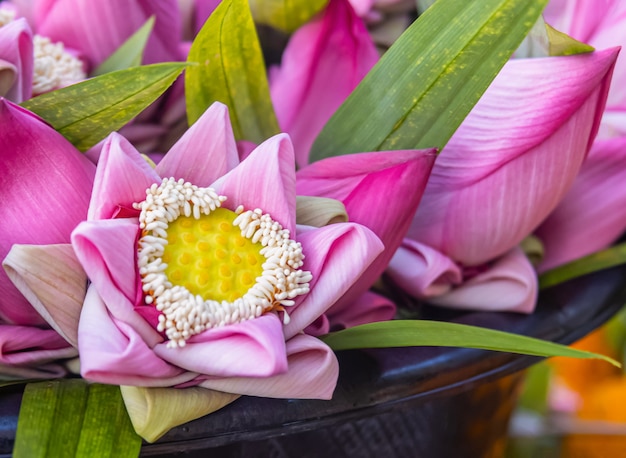 Wunderschöne Lotusblumen für die Verdienste um Buddhas Tag