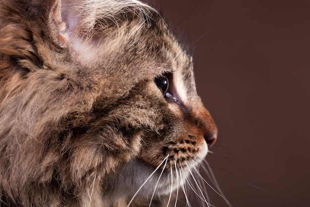 Wunderschöne Maine-Coon-Katze im Profil auf braunem Hintergrund im Studiofoto